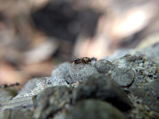 A small dark brown ant-mimic jumping spider on the wall of a planter made of pebbles in concrete. The spider holds a pair of legs up like antennae, and its white stripes and elongated abdomen create the illusion of three body segments. Off to the left, an ant approaches (out of focus).