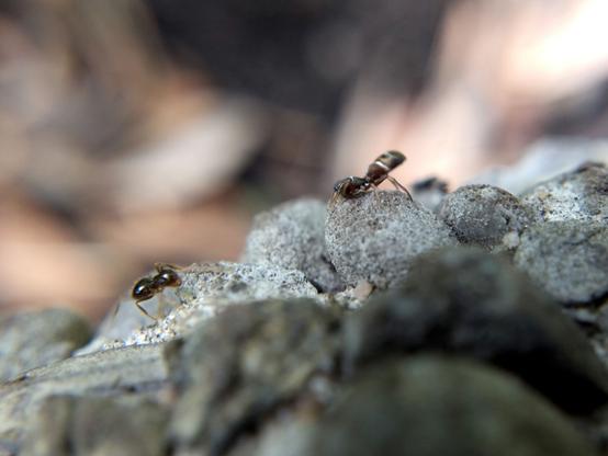 The ant, a dark brown winter ant, is turned towards the camera and now rather close to the spider, which is bobbing its abdomen up and down the way ants do.