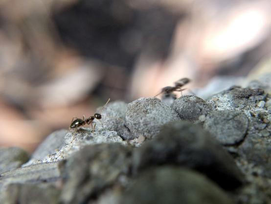 The ant turns towards the spider (out of focus on the right).