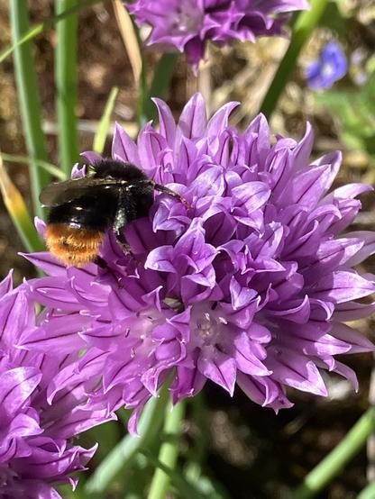 Blüte, die aus vielen kleinen kelchförmigen Einzelblüten zusammengesetzt ist. Zart lila.
Drauf sitzt eine Biene mit schwarzen Kopf, schwarzer Brust und orangenem Hintern.