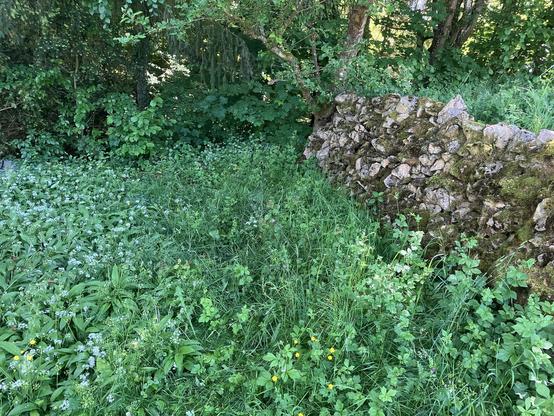 Gartenstück mit einer bemoosten Trockenmauer. Links sind die lanzenförmigen Blätter und weißen Blüten des Bärlauchs erkennbar.
