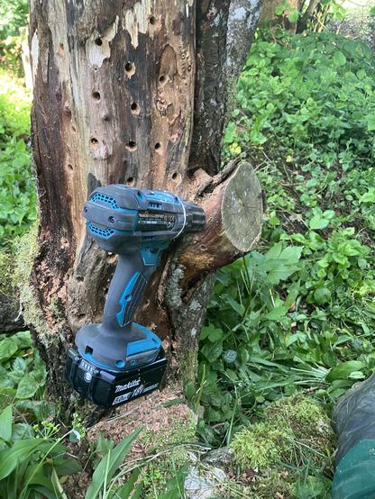 Baumstumpf mit teilweise abgeblätterter Rinde. Im Baum sind ca. 50 Löcher mit 7 bis 9 mm Durchmesser. In einem Steckt ein blauer Akkuschrauber.
