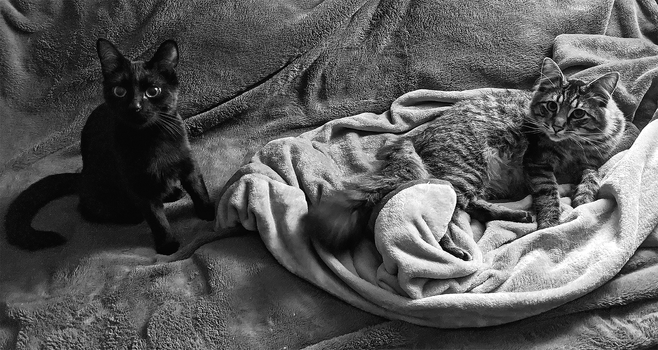 Black and white photo of a black cat and a tabby cat looking up at the camera while lounging on fleece blankets.