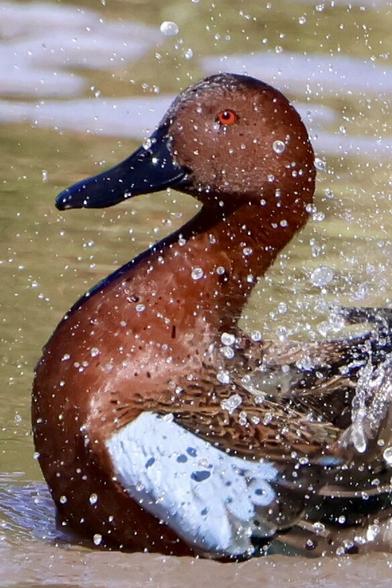 A bird the color of cinnamon splashes water everywhere.