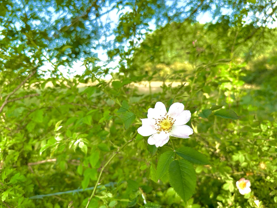 eine Blüte weiß an einem Weidenzaun