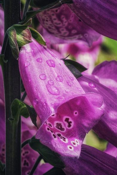 A close-up, vertical shot of a vibrant purple foxglove flower, also known as Digitalis purpurea. Numerous clear water droplets cling to the soft, velvety surface of the bell-shaped blossom. The intricate dark purple and white patterns on the inner lip of the flower are visible, suggesting where a bee might enter. The stem and other blurred purple flowers are visible in the background.