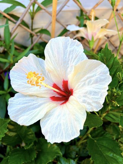 This lazy bum hibiscus has been "hibernating" for a good few months and, all of a sudden, earlier on this week the explosion of white flowers has just gone bonkers! At one point in time, for a single plant, I counted about 8 flowers altogether! Like, O M G !!! 😳 Loving it though, it's one of the crown's jewels from the terrace parterre. Spring is *finally* here! 😍👍🏻 heh