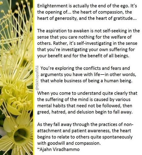 Enlightenment is actually the end of the ego. It’s the opening of... the heart of compassion, the heart of generosity, and the heart of gratitude...
The aspiration to awaken is not self-seeking in the sense that you care nothing for the welfare of others. Rather, it’s self-investigating in the sense that you’re investigating your own suffering for your benefit and for the benefit of all beings.
You’re exploring the conflicts and fears and arguments you have with life—in other words, that whole business of being a human being.
When you come to understand quite clearly that the suffering of the mind is caused by various mental habits that need not be followed, then greed, hatred, and delusion begin to fall away.
As they fall away through the practices of non-attachment and patient awareness, the heart begins to relate to others quite spontaneously with goodwill and compassion.
~Ajahn Viradhammo