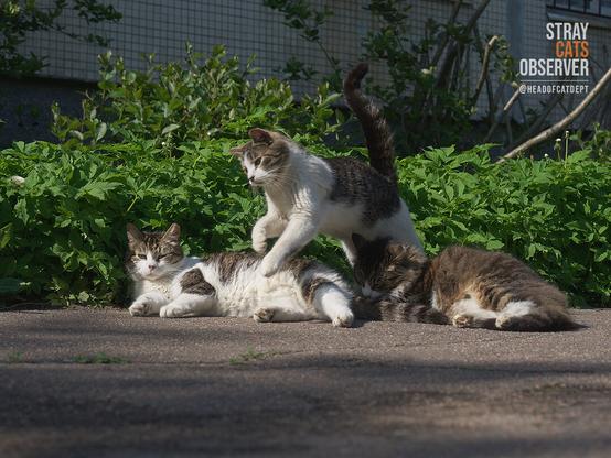 Tabby cat jumps over two lying cats