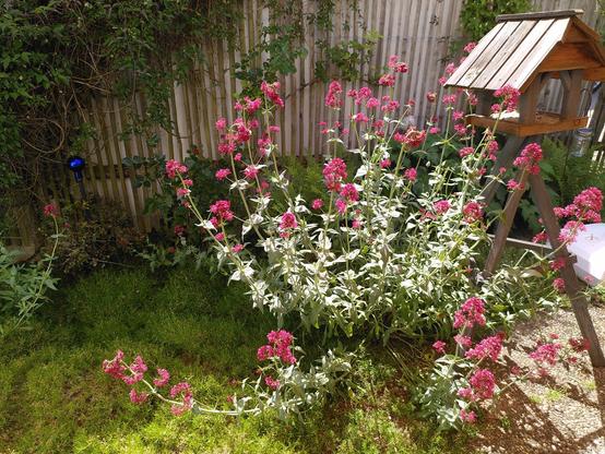 Ein Horst roter Spornblumen neben Vogelfutterhaus