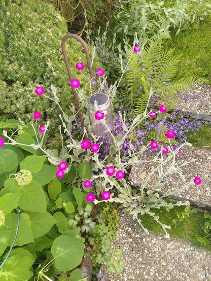 Rote Lichtnelke + Polsterglockenblume neben Treppe