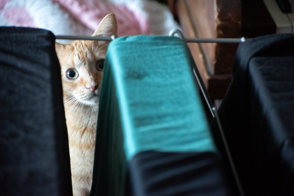 A young ginger tabby peers between shirts hanging on a drying rack in the midst of a kitten-like game of peekaboo.