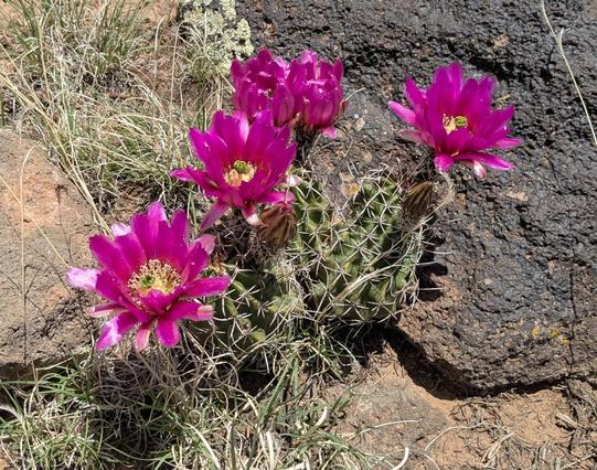 A small multi-lobed hedgehog cactus with five large brilliant magenta blossoms with yellow centers, plus a few buds still not yet open.