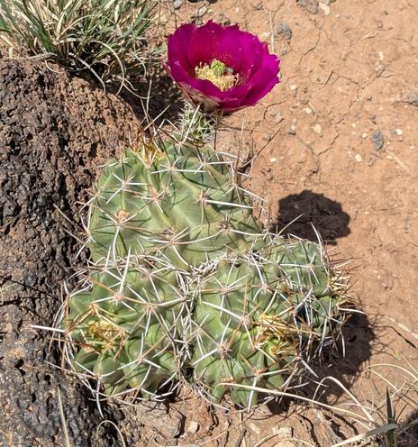 A 3-lobed hedgehog cactus with one solo bloom (large and magenta with a yellow center).