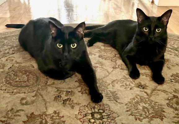 Two black cats are relaxing on a tan and brown wool rug.  They’re both looking at the camera with their green eyes.