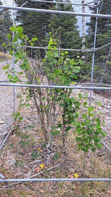 This aspen sapling was stripped by hungry deer last year. This year it has a chicken wire cage. (I have also had to add mouse traps because they, or chipmunks, also like to strip the leaves off saplings.)