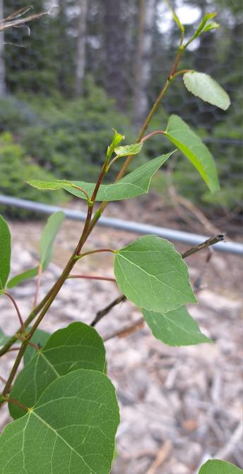 The sapling is eager to grow tall quickly this year. It is already putting out a second set of new shoots and leaves.