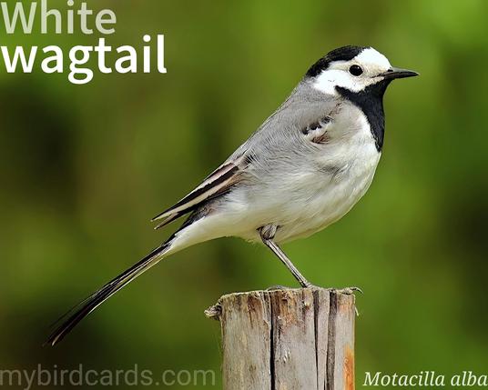 🌍🌏 White wagtail (Motacilla alba) 

The white wagtail is a small and slender bird, with distinctive grey, black, and white plumage. Its most recognizable feature is its long, constantly wagging tail. It has a vast distribution, breeding across Europe, Asia, and parts of North Africa, with some populations in Alaska. While resident in milder areas, many northern populations are migratory, wintering in Africa and southern Asia. White wagtails are highly active and often found in open areas, frequently near water or human habitation. They forage on the ground with a characteristic bobbing head and tail movement. 2.5 Flash (Edited)

Up to eleven subspecies are currently recognised.

Conservation status: Least Concern (IUCN 3.1)

📷: Photo by IstvánKopeczny via Pixabay https://pixabay.com/photos/bird-feathers-wings-wagtail-8047639/

LYPB