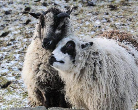 Shetland sheep