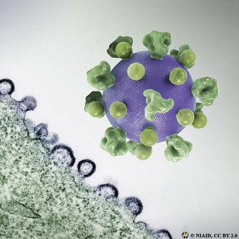 Viking age DNA reveals 9,000-year-old HIV-resistant gene originating near the Black Sea

A recent study published last year in the journal Cell has identified the ancient origins of a genetic mutation that confers resistance to HIV, and how it first appeared in an individual who lived near the Black Sea between 6,700 and 9,000 years ago. Named CCR5 delta 32, the uncommon genetic variant disables a key immune protein used by a large majority of strains of the HIV virus to enter human cells and therefore “locks out” the virus in individuals who carry two copies of the mutation...