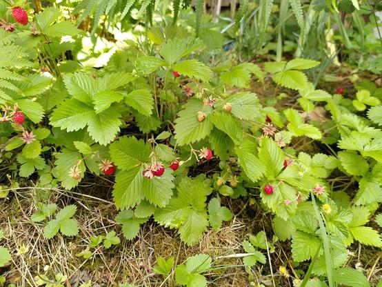 Walderdbeeren im Garten