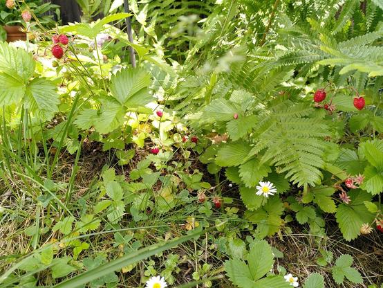 Walderdbeeren im Garten