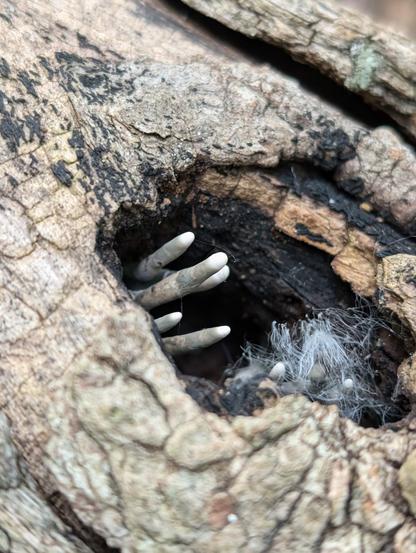 Little dead man's fingers poking out of a hole in a stick. There are more to the right, but they're covered in cottonwood floof
