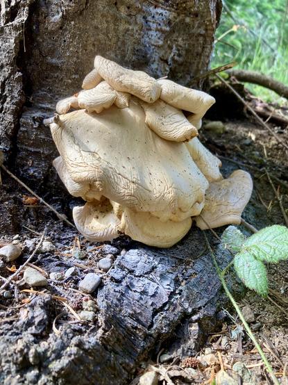 Tan mushroom seems to be flowing out of a stump.