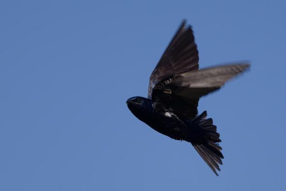 Purple martin in flight.  A iridescent  dark blue song bird in flight with wings extended above body and tail spread.