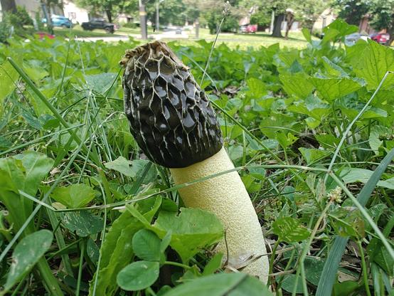 A 3 inch, 7.5 cm phallic looking mushroom extends from the ground. It has a smooth, pale ivory shaft a hand width up from the ground. The head of the mushroom is black and has little divots in it.