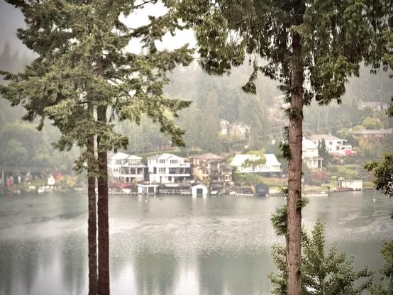 A riverside community is visible through two tall, thin trees on an overcast day.
