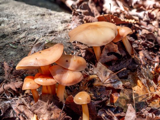 Mushrooms growing in dead leaves