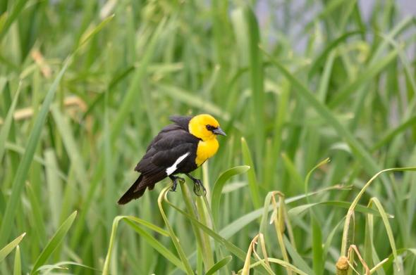 Yellow-headed Blackbird