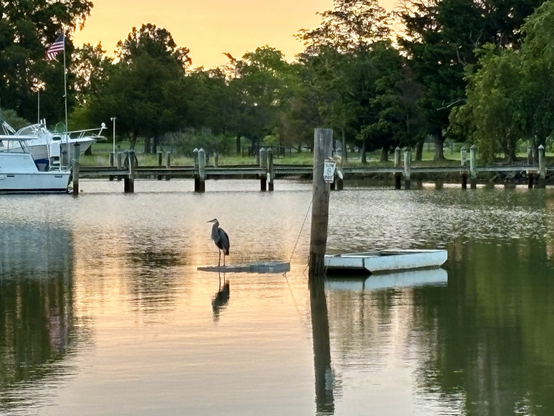 Great blue heron perched on a sunken skiff   Another skiff tied to a piling. Trees in the background.