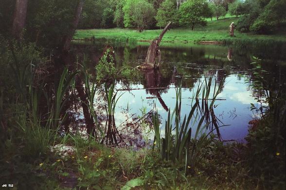 Farbfoto mit Blick auf einen Teich, in dessen Wasser sich Himmel und Wolken spiegeln. Aus dem Wasser ragt ein Baumstumpf. Links und rechts vom Ufer und im Vordergrund Pflanzen und Bäume, am entfernten Ufer eine grüne Wiese und dahinter Laubbäume. Olympus XA auf Lemon 400-Film.