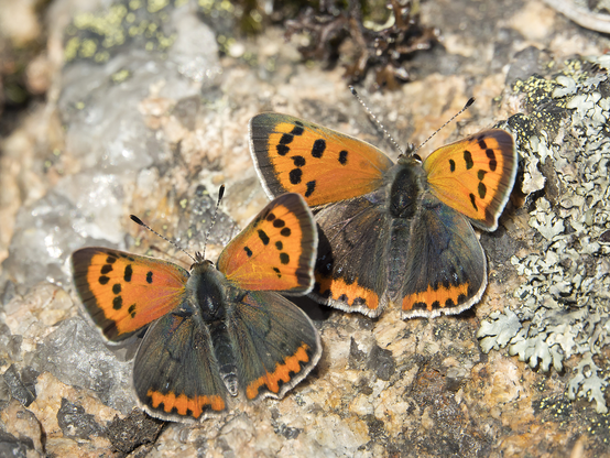 Pikkukultasiipiä - kuin auringon häivähdyksiä kallioilla. Small copper butterflies like sunshine on the rock.