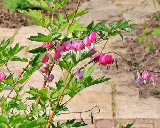 A procession of pink and white heart-shaped blooms along a golden stem that is connected to a branch of the plant that also has several offshoots of branches of green leaves of the plant. A paver path is intersecting with a flag stone path in the background.