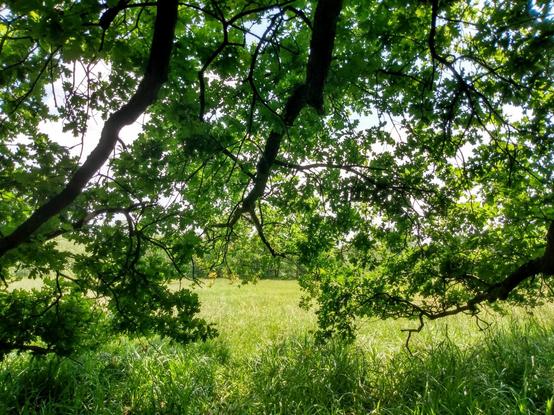 Derselbe Baum, wieder eine andere Perspektive. Diesmal hängen drei etwas schmalere, üppig belaubte Äste so von oben und rechts ins Bild, dass ein kleines Loch entsteht, das den Blick auf die dahinter liegende, helle Wiese frei gibt.

The same tree, another perspective. This time, three somewhat narrower, lushly leafy branches hang into the picture from above and to the right in such a way that a small hole is created, revealing a view of the light-coloured meadow behind.