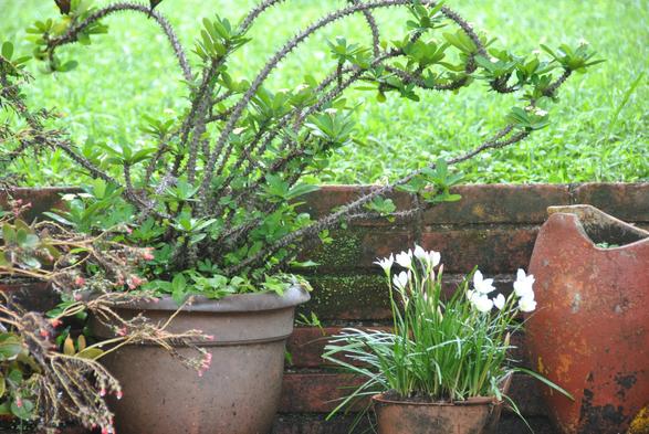 White flowers in potted plants