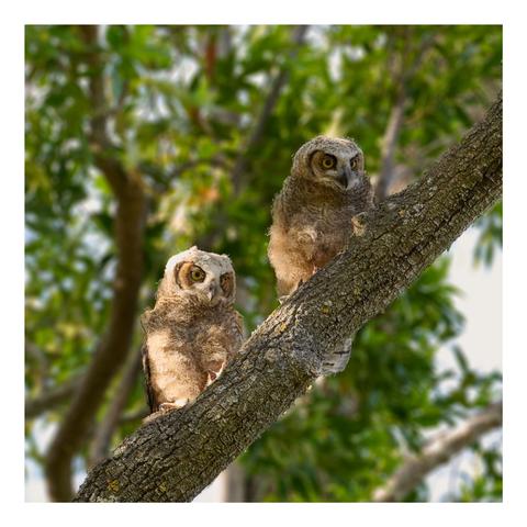 Two young owls perched on a tree branch, surrounded by green foliage. They have fluffy feathers, large eyes, and look curiously at their surroundings.