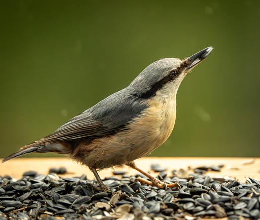 The picture shows an Eurasian nuthatch standing on sunflower seeds that have been spilled evenly onto a wooden board, against a dark green background. The bird is facing side-on as it raises its head, holding a sunflower seed in its beak.