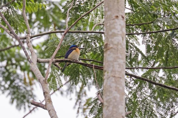 Rufous-lored Kingfisher (Todiramphus winchelli)
VU Vulnerable