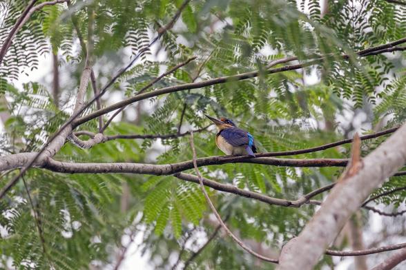 Rufous-lored Kingfisher (Todiramphus winchelli)
VU Vulnerable