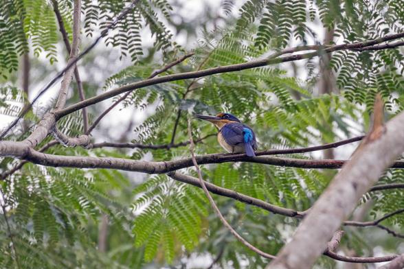 Rufous-lored Kingfisher (Todiramphus winchelli)
VU Vulnerable