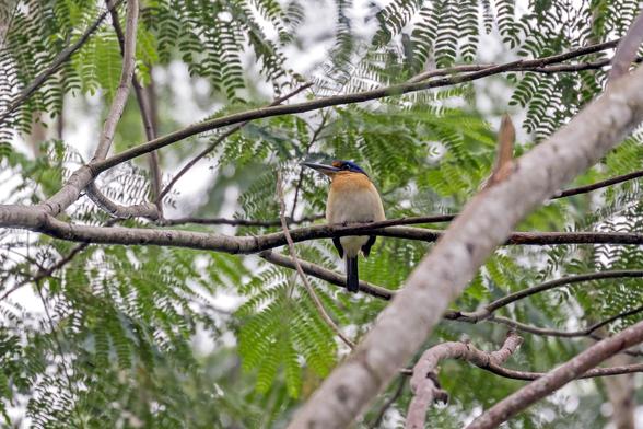 Rufous-lored Kingfisher (Todiramphus winchelli)
VU Vulnerable