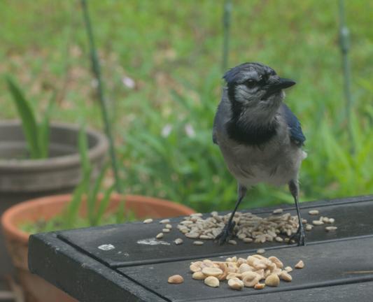 A blue jay stands on the table on my deck considering the pile of sunflower seeds and the pile of peanuts. It has been a rainy morning so the bird is wet but still looks fabulous with the white, black and blue face. This jay decided on the peanuts.