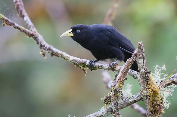 Scarlet-rumped Cacique (Cacicus uropygialis)