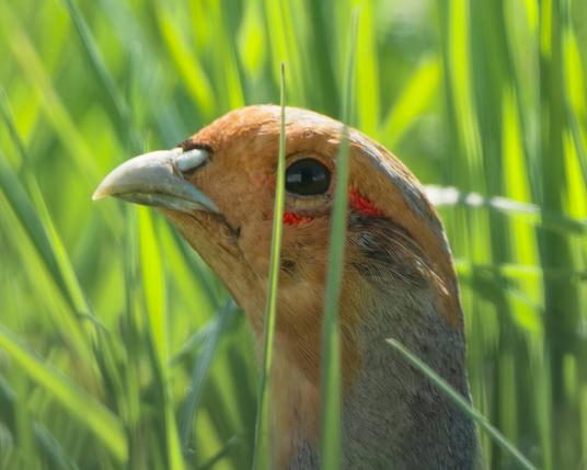 A partridge looks at you through two blades of grass