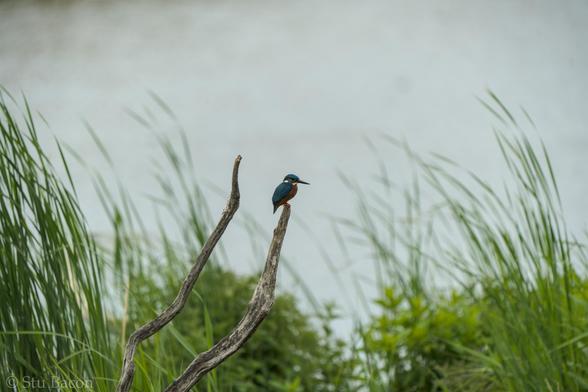 A photograph of a Kingfisher perched on a dead branch, tall green grass is visible in the background.
