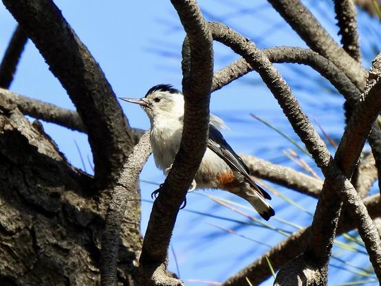 A bird perches on a tree branch against a clear blue sky.